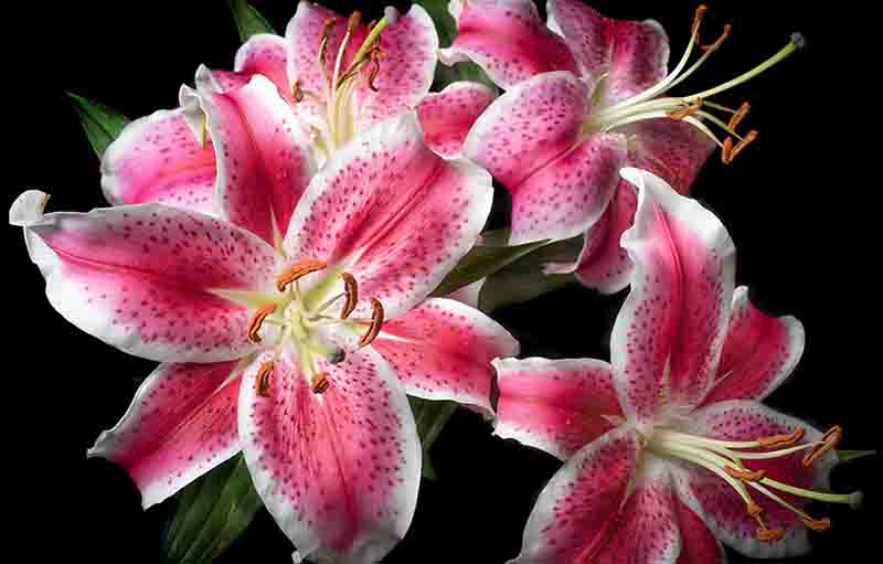 Bunga store lily pink