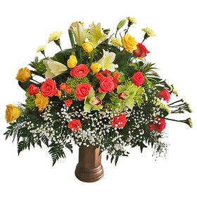 Amaryllis Bella in Vase
