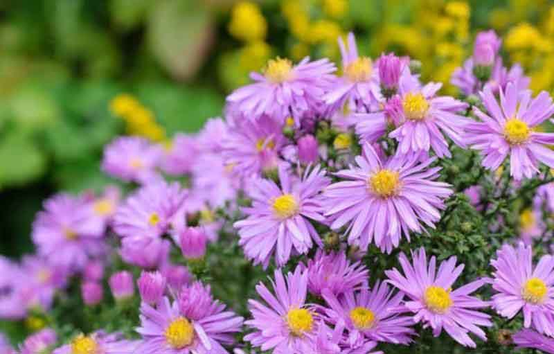 7 Pesan yang Dapat Disampaikan Melalui Bunga Aster