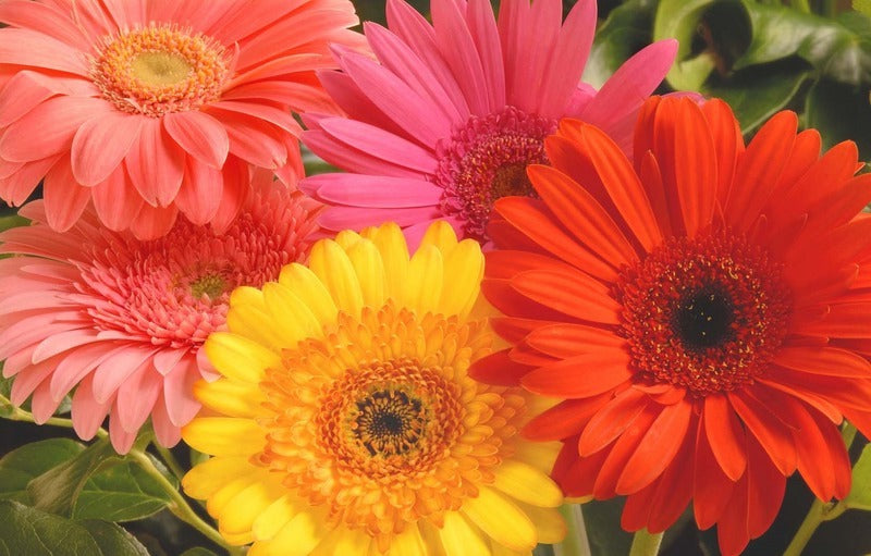Buat Rumah Terasa Lebih Segar dengan Bunga Gerbera