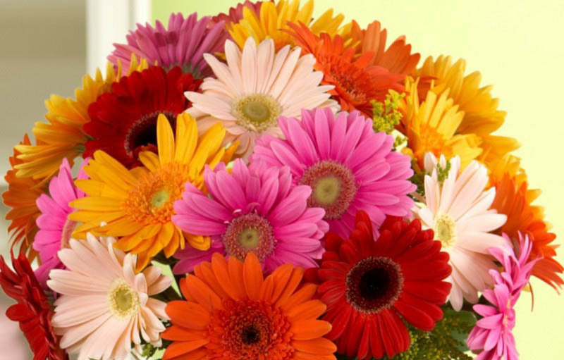 Makna Rangkaian Bunga Daisy Sebagai Hadiah Valentine