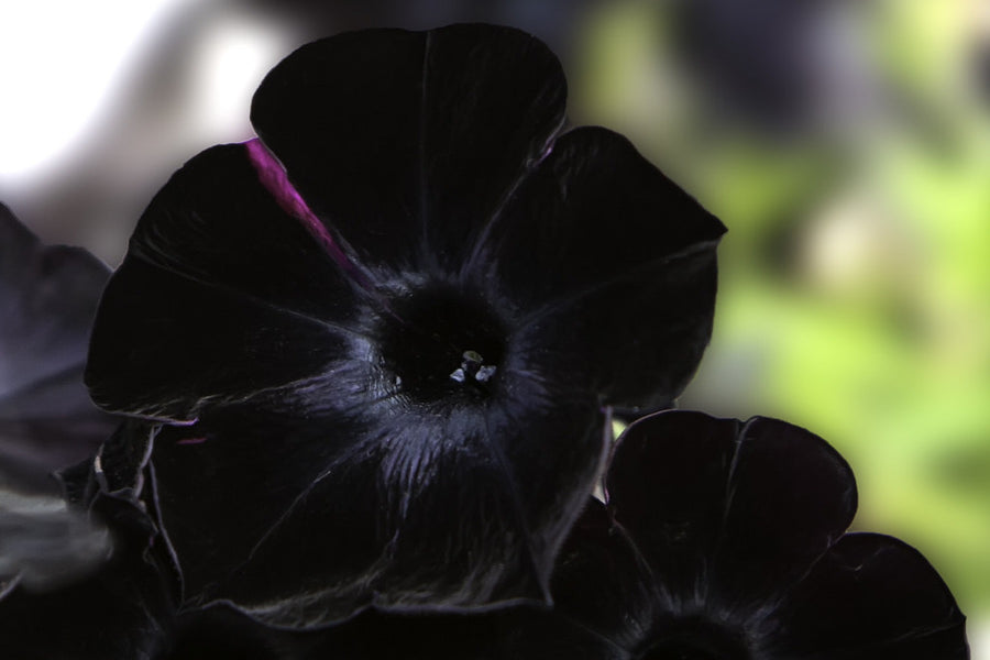 15 Jenis Bunga Hitam yang Elegan