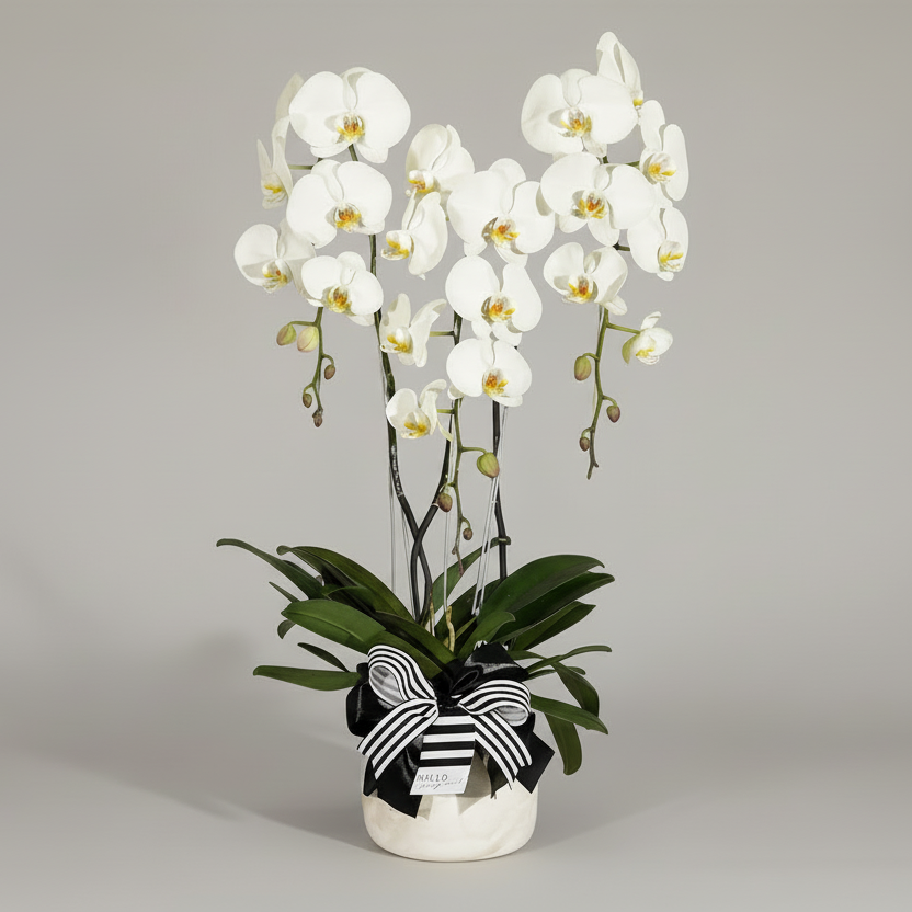 Orchid