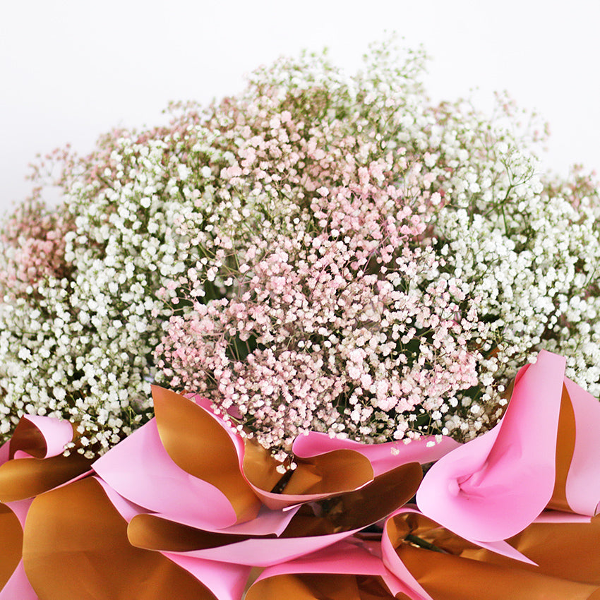 Baby's Breath Parade