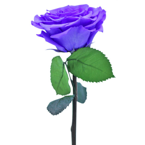 Enchanted Dome - Posh Purple