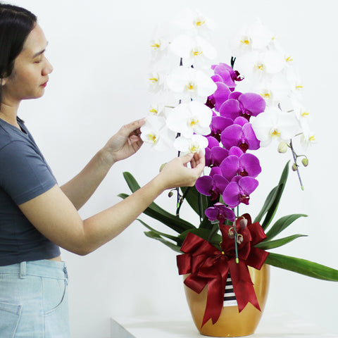 Classic Mixed Orchid Majesty in Vase