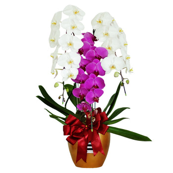 Classic Mixed Orchid Majesty in Vase