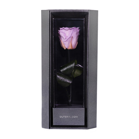 Enchanted Love Pirouette - Majestic Lilac