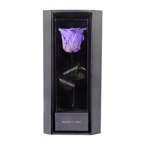 Enchanted Love Pirouette - Posh Purple
