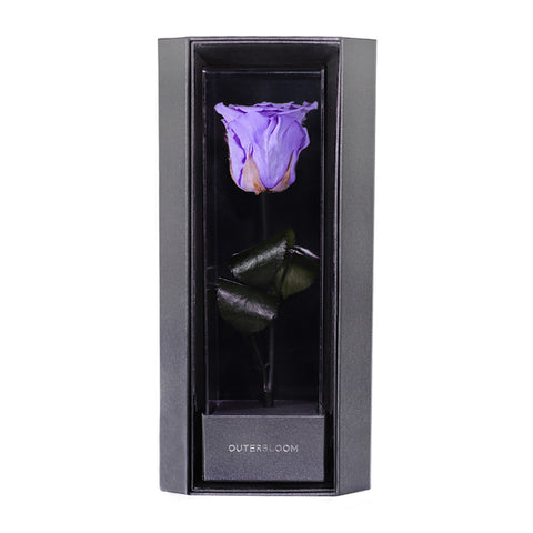 Enchanted Love Pirouette - Posh Purple