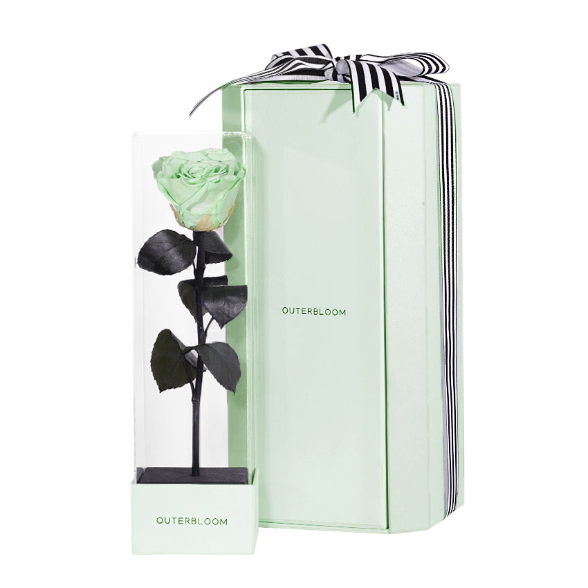 Enchanted Love Pirouette Special Edition - Mint Oasis