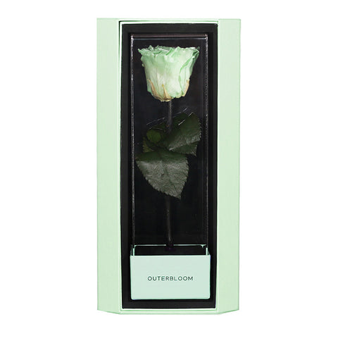 Enchanted Love Pirouette Special Edition - Mint Oasis