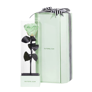 Enchanted Love Pirouette Special Edition - Mint Oasis