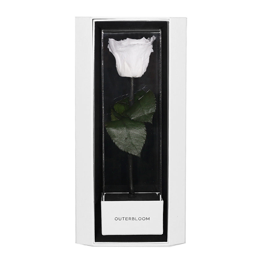 Enchanted Love Pirouette Special Edition - Angelic White