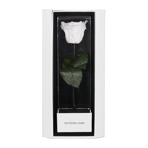 Enchanted Love Pirouette Special Edition - Angelic White