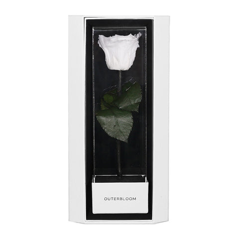 Enchanted Love Pirouette Special Edition - Angelic White