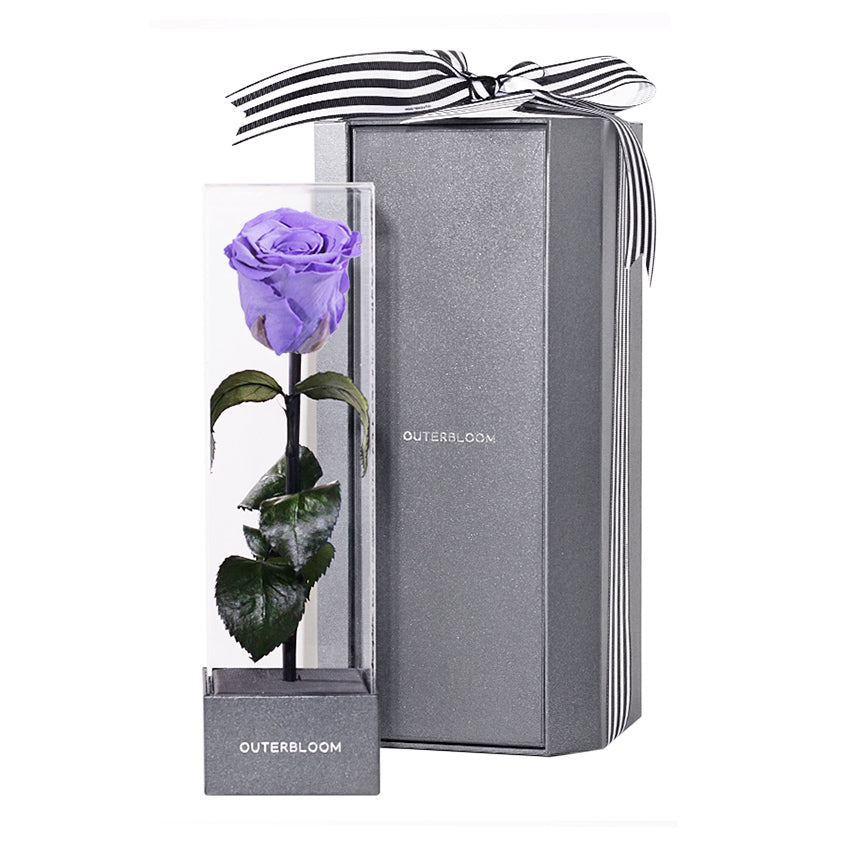 Enchanted Love Pirouette - Posh Purple