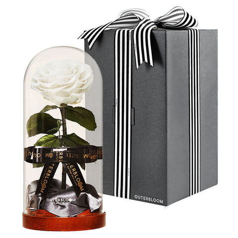 Enchanted Dome - Angelic White