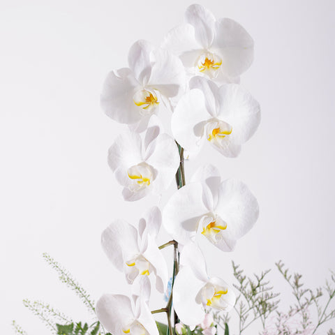 Majestic Rainbow in Vase