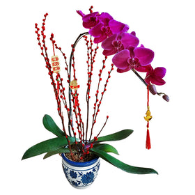 Mandarin Orchid in Vase