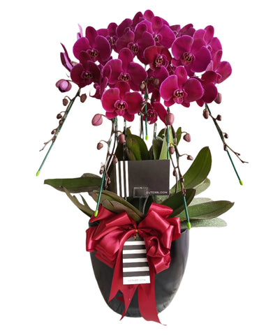 Classic Purple Orchid Majesty in Vase