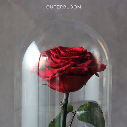 The Novo Enchanted Dome - Passionate Red