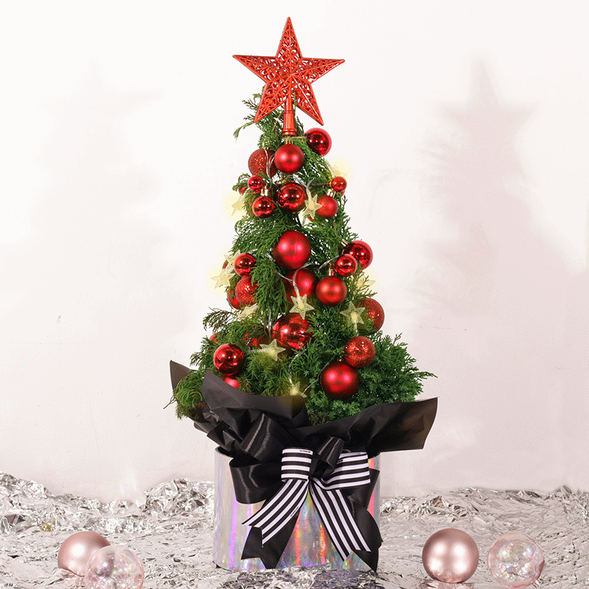 RED TWINKLE PINE IN POT