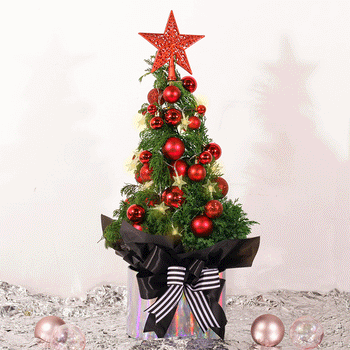 Red Twinkle Pine in Pot