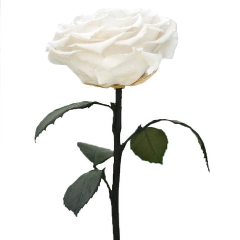 Enchanted Dome - Angelic White