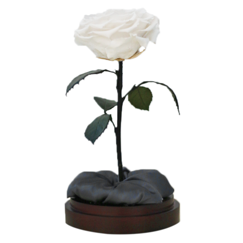 Enchanted Dome - Angelic White