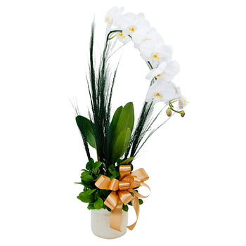Splendid Orchid in Vase