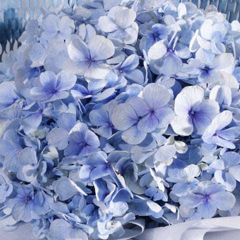 A delicate and elegant bouquet featuring a single, large blue hydrangea head as the centerpiece. The beautiful pastel blue flowers are surrounded by a unique wrapping style: a white honeycomb mesh and a solid baby blue paper, all encased in a soft white outer paper. A light blue satin ribbon is tied in a neat bow, with a stylish black-and-white striped tag attached. A holographic sticker at the top adds a modern, playful touch. This serene bouquet is a gentle and thoughtful gift for any occasion.