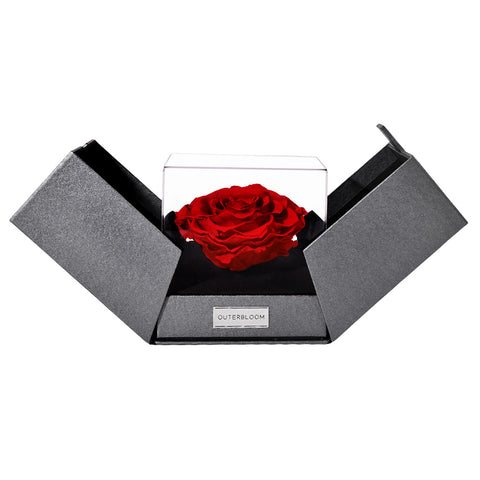 The Novo Astoria - Passionate Red