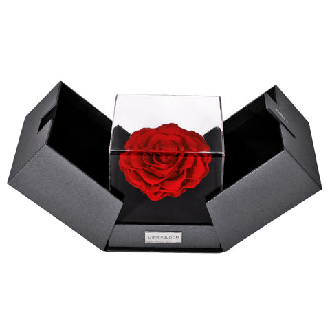 The Novo Astoria - Passionate Red