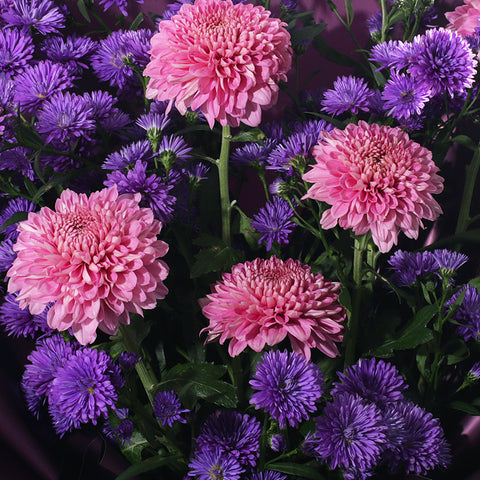 A striking bouquet featuring full pink chrysanthemums and delicate purple asters. It is elegantly wrapped in deep purple paper with a modern black and white striped accent at the base. The arrangement is tied with a pink ribbon bow, creating a full, rounded shape. This sophisticated bouquet is perfect for birthdays, anniversaries, or as a thoughtful thank-you gesture.