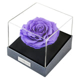 Astoria - Posh Purple