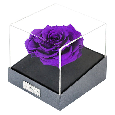 Astoria - Royal Purple