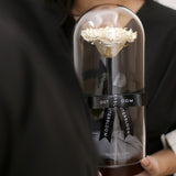 The Novo Enchanted Dome Special Edition - Velvet Monochrome