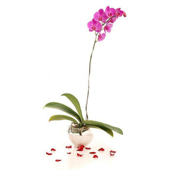 1 Stalk Of Purple Phalaenopsis Orchid in Vase