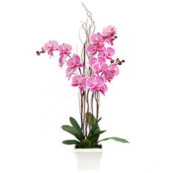 Blooming Purple Phalaenopsis Orchid in Vase