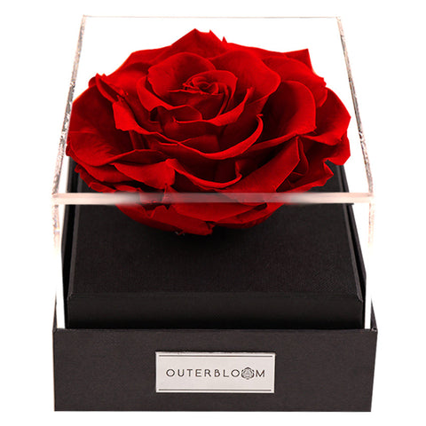 Outerbloom Cupid Love