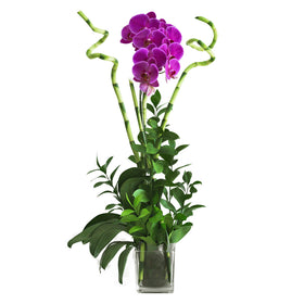 Bountiful Orchid in Vase
