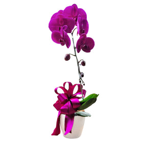 Classic Purple Orchid Majesty in Vase
