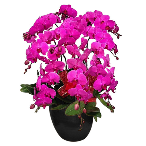 Classic Purple Orchid Majesty in Vase