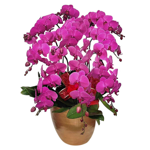 Classic Purple Orchid Majesty in Vase