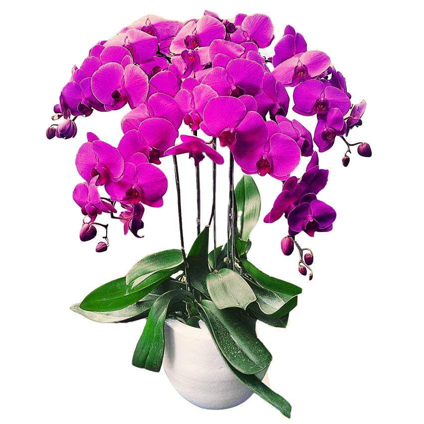 Classic Purple Orchid Majesty in Vase