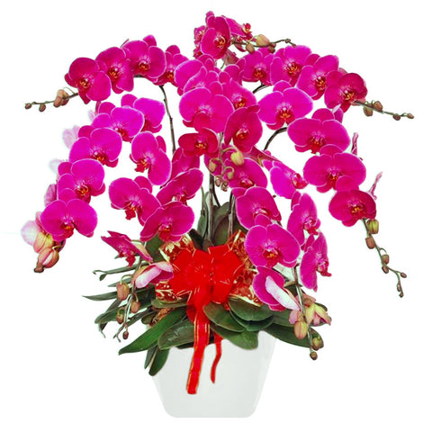 Classic Purple Orchid Majesty in Vase