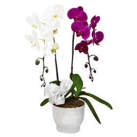 Classic Mixed Orchid Majesty in Vase