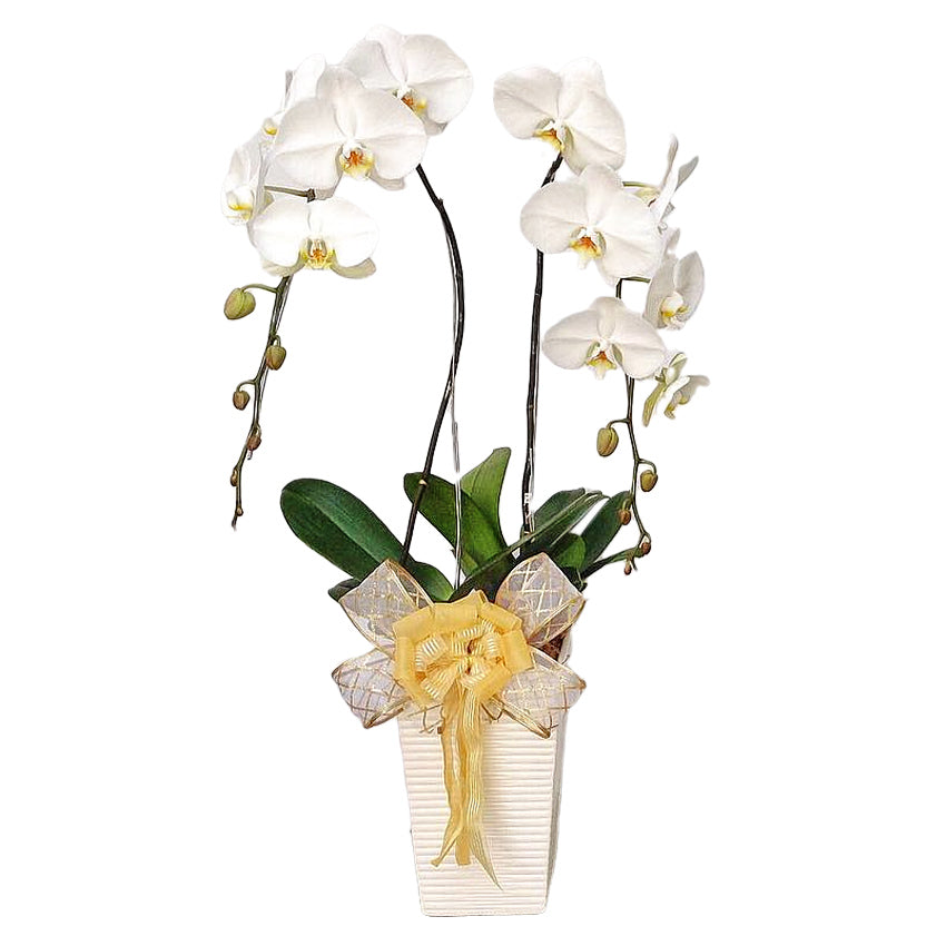 Classic White Orchid Majesty in Vase
