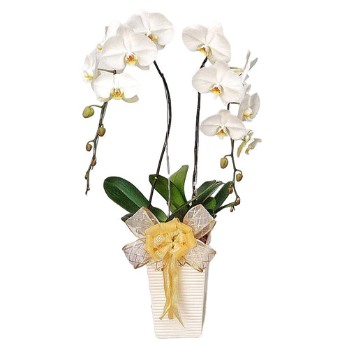Classic White Orchid Majesty in Vase